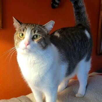 Kash -  Domestic Short Hair Cat for Adoption - Kash | PetCurious
