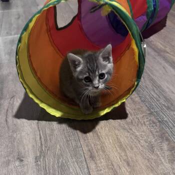 Dua Lipa -  American Shorthair Cat for Adoption in Georgetown, Kentucky - Dua Lipa | PetCurious