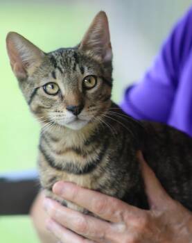Professor -  Domestic Short Hair Cat for Adoption in North Fort Myers, Florida - Professor | PetCurious