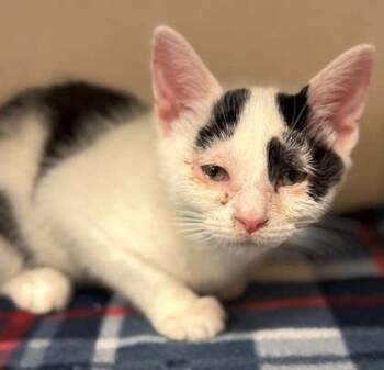 Domestic Short Hair Cats Available for Adoption in Bowling Green, Kentucky - Nyra | PetCurious