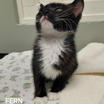 Domestic Short Hair Cats Available for Adoption in Middlebury, Vermont - Fern | PetCurious