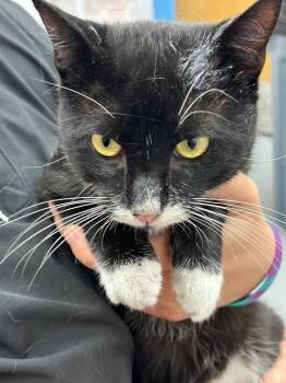 Sylvester -  Domestic Short Hair Cat for Adoption in Hartsville, South Carolina - Sylvester | PetCurious