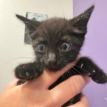 Agnes -  Domestic Short Hair Cat for Adoption in Englewood, Florida - Agnes | PetCurious