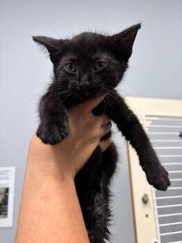 Bok Choy -  Domestic Short Hair Cat for Adoption in Bloomington, Indiana - Bok Choy | PetCurious