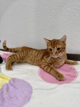 Kermit -  Domestic Short Hair Cat for Adoption in Las Vegas, Nevada - Kermit | PetCurious