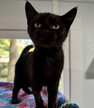 Rescue Domestic Short Hair Cats for Adoption in Ashland, Ohio - Salem | PetCurious