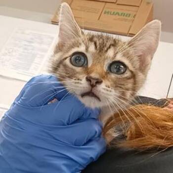 Domestic Short Hair Cats Available for Adoption in Wilmington, Delaware - Birthday | PetCurious