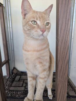 Buddy 2 -  Domestic Short Hair Cat for Adoption in Riverside, California - Buddy 2 | PetCurious