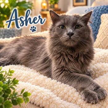 ASHER (foster w/NIKKI) -  Domestic Medium Hair Cat for Adoption in Monrovia, California - ASHER (foster W/NIKKI) | PetCurious