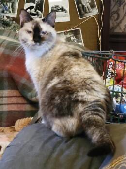 Siamese Cats Available for Adoption in Export, Pennsylvania - Izzy | PetCurious