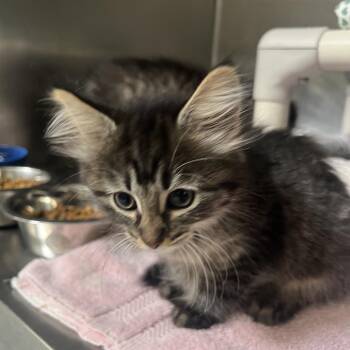 Raspberry -  Domestic Short Hair Cat for Adoption in Mentor, Ohio - Raspberry | PetCurious