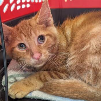 Furious -  Domestic Short Hair Cat for Adoption in Watertown, New York - Furious | PetCurious