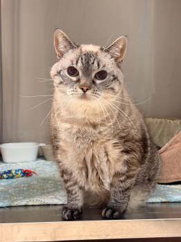 Asteria -  Domestic Short Hair Cat for Adoption - Asteria | PetCurious