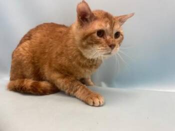 Pike -  Domestic Short Hair Cat for Adoption in Golden Valley, Minnesota - Pike | PetCurious