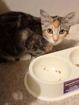ANNA -  Domestic Short Hair Cat for Adoption in Broomfield, Colorado - ANNA | PetCurious