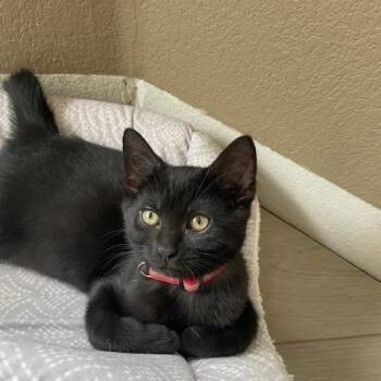 Rescue Domestic Short Hair Cats for Adoption in Portland, Oregon - Charlie- Top Gun Litter | PetCurious