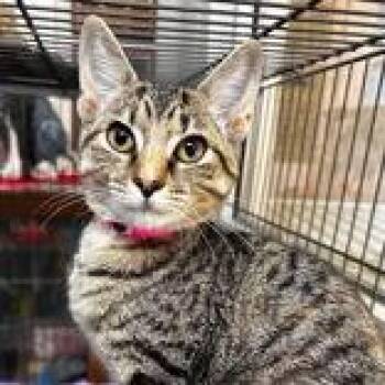 Tootie -  Domestic Short Hair Cat for Adoption in Portsmouth, Ohio - Tootie | PetCurious