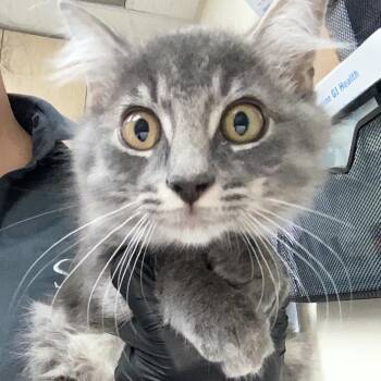 John -  Domestic Medium Hair Cat for Adoption in Lakeland, Florida - John | PetCurious