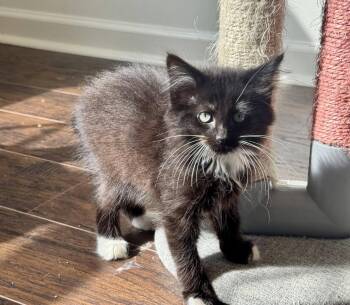 Starlett -  Domestic Long Hair Cat for Adoption in Rossville, Tennessee - Starlett | PetCurious