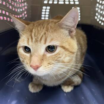 Lion -  Domestic Short Hair Cat for Adoption in Newark, New Jersey - Lion | PetCurious