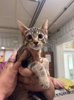 Rescue Domestic Short Hair Cats for Adoption in Glenfield, New York - Carlatta/miho | PetCurious