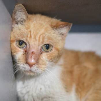 Domestic Short Hair Cats Available for Adoption in San Antonio, Texas - TIGER | PetCurious