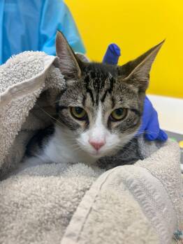 Baylor -  Domestic Short Hair Cat for Adoption in Raleigh, North Carolina - Baylor | PetCurious