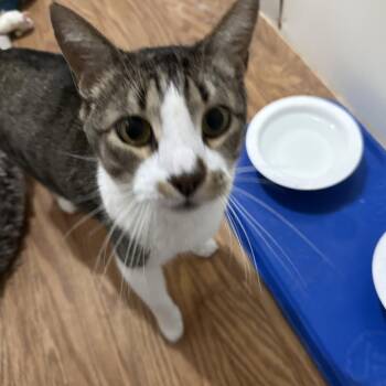 Domestic Short Hair Cats Available for Adoption in Lubbock, Texas - Tom | PetCurious