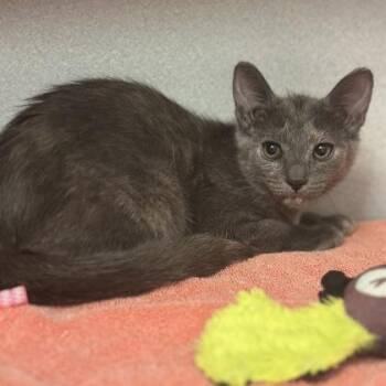 -Ginny -  Domestic Short Hair Cat for Adoption in Red Bluff, California - -Ginny | PetCurious