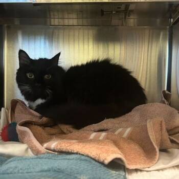 Rescue Domestic Long Hair Cats for Adoption in Asheville, North Carolina - Mister Bean | PetCurious