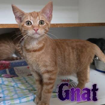 Rescue Domestic Short Hair Cats for Adoption in Hillsboro, Ohio - Gnat | PetCurious