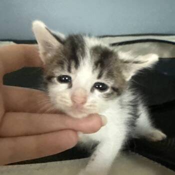 Hei Bai -  Domestic Short Hair Cat Available for Adoption in Escondido, California - Hei Bai | PetCurious