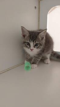 Domestic Short Hair Cats Available for Adoption in Cincinnati, Ohio - Mewcedes | PetCurious