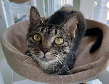 Rescue Domestic Short Hair Cats for Adoption in Moundsville, West Virginia - Gemini | PetCurious