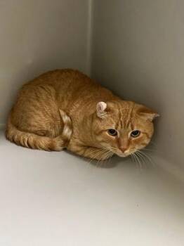 Cane - Barn Cat -  Domestic Medium Hair Cat for Adoption in Williamsport, Pennsylvania - Cane - Barn Cat | PetCurious