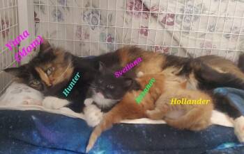 Yuna -  Domestic Long Hair Cat Available for Adoption in Diamond Springs, California - Yuna | PetCurious