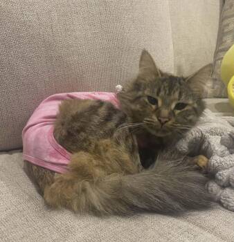 Domestic Long Hair and Torbie Cats Available for Adoption - Lilith | PetCurious