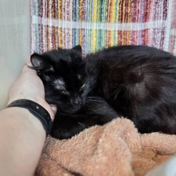 Domestic Medium Hair and Domestic Short Hair Cats Available for Adoption in Westland, Michigan - Lima | PetCurious