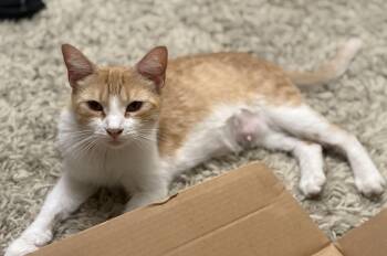 Rescue Tabby Cats for Adoption in Los Angeles, California - Lillie (F) | PetCurious