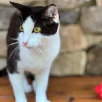 Domestic Short Hair Cats Available for Adoption in Cumming, Georgia - Nari | PetCurious