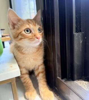Blueberry Holly -  Domestic Short Hair Cat for Adoption in Philadelphia, Pennsylvania - Blueberry Holly | PetCurious