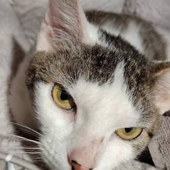 Evie -  Domestic Short Hair Cat Available for Adoption in Syracuse, New York - Evie | PetCurious