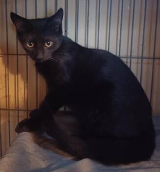 Carbon -  Domestic Short Hair Cat for Adoption in Jacksonville, Florida - Carbon | PetCurious