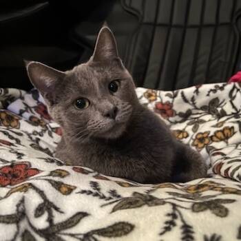 Rescue Domestic Short Hair Cats for Adoption in Las Vegas, Nevada - Stormy | PetCurious