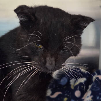 Rescue Domestic Short Hair Cats for Adoption in Chattanooga, Tennessee - Swope | PetCurious