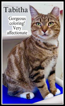 Rescue Tabby Cats for Adoption in Greenville, Delaware - Tabitha( FCID# 05/01/2025 - 110)Willow Grove | PetCurious