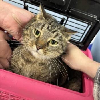 Domestic Short Hair Cats Available for Adoption in Saint Joseph, Missouri - Stevie | PetCurious