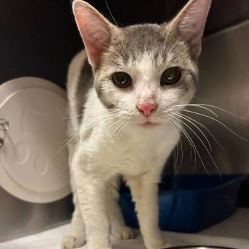 Edmundo -  Domestic Short Hair Cat for Adoption in Bristol, Indiana - Edmundo | PetCurious