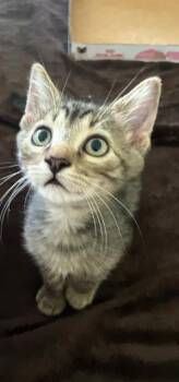 THOR -  Domestic Short Hair Cat for Adoption in Tustin, California - THOR | PetCurious