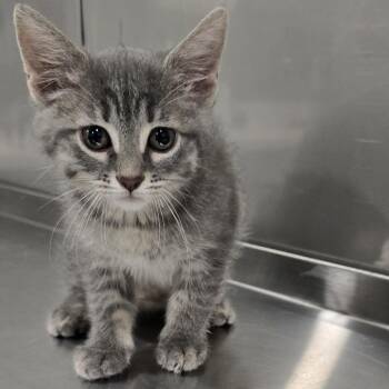 Twyla -  Domestic Short Hair Cat for Adoption in Washburn, Missouri - Twyla | PetCurious